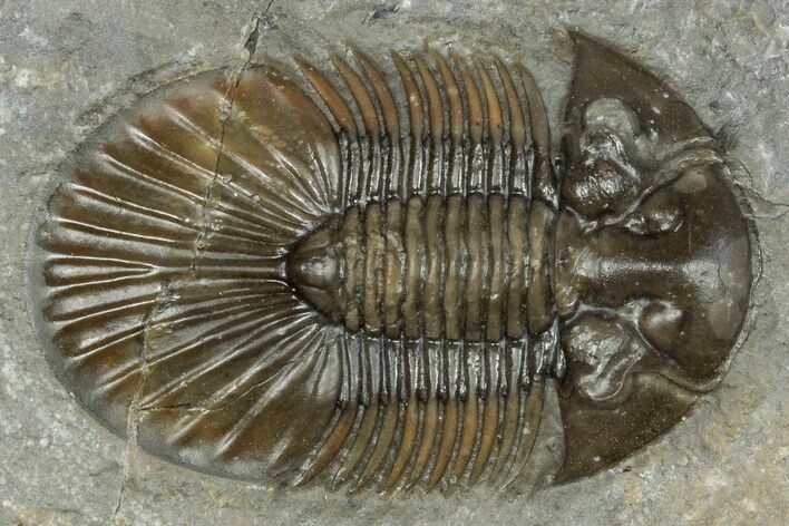 Scabriscutellum Trilobite - Morocco #245297